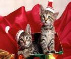 Δύο γατάκια με καπέλο Άγιος Βασίλης σε συσκευασί&amp;#
